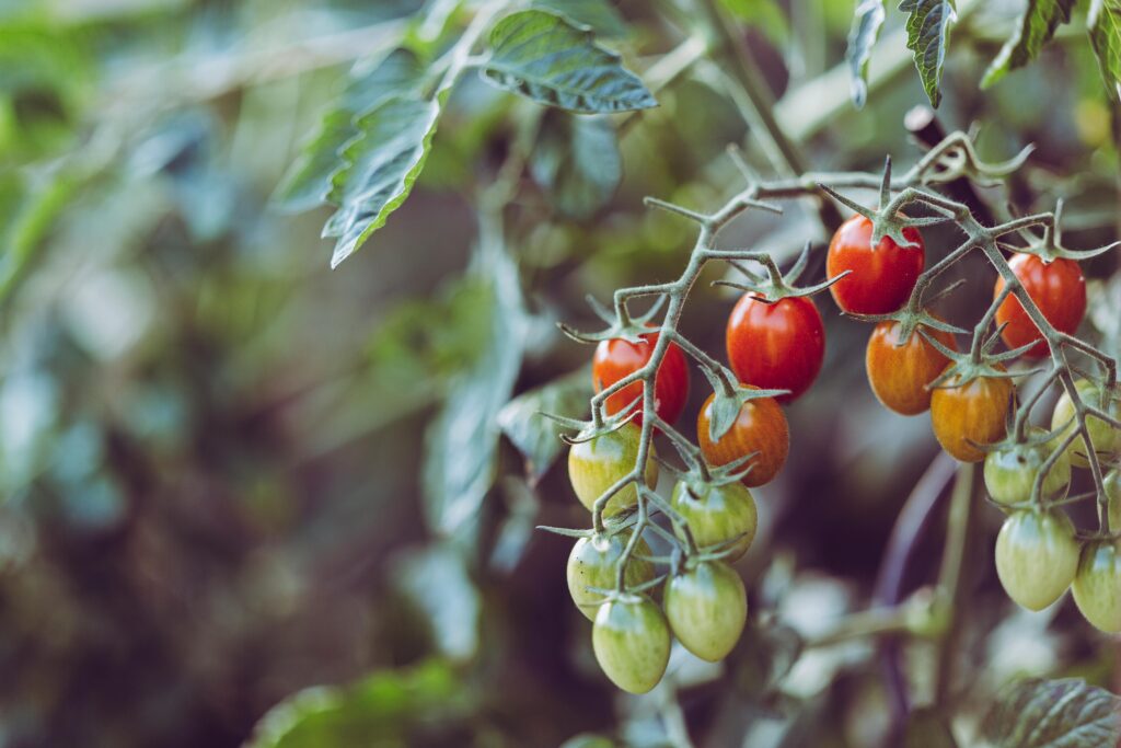 Tomatite külvamine tundub lihtne – paned seemned mulda, kastad ja ootad, kuni taimed sirguvad. Aga enamik aiapidajaid teeb juba alguses mõne kriitilise vea, mis